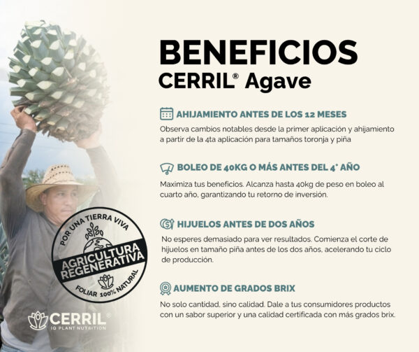 Combo Arranque Cerril ® Agave - Imagen 3