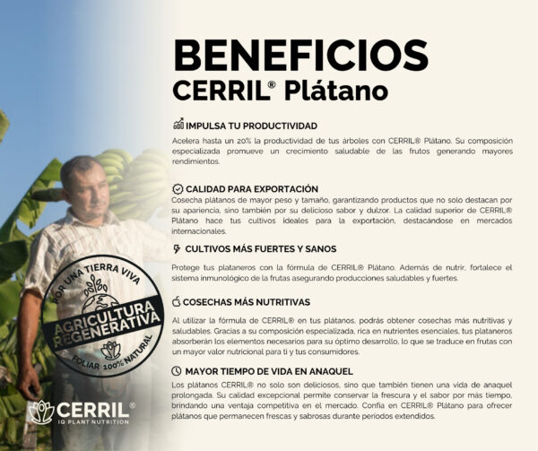 Cerril ® Plátano - Imagen 3