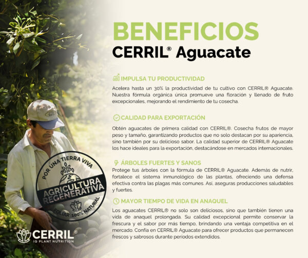 Combo Arranque Cerril ® Aguacate - Imagen 3