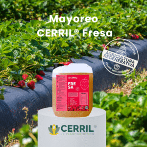 Mayoreo Cerril Fresa