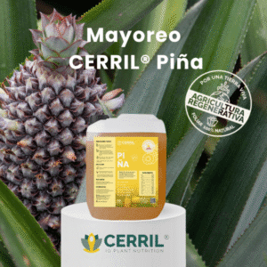 Mayoreó Cerril Piña